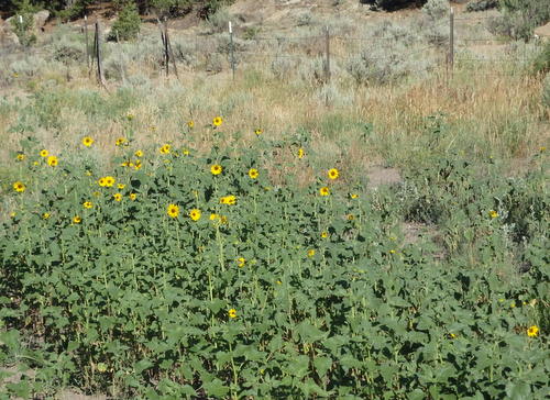 GDMBR: Sun Flowers.